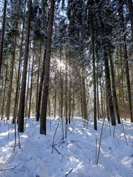Деятельность скаутской дружины «Нахабино» в феврале
